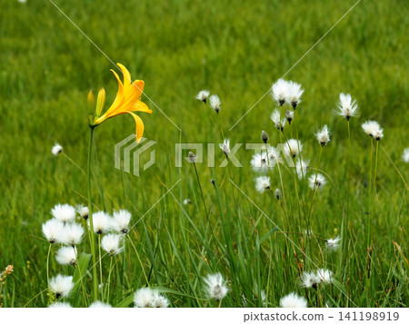 Daylilies and cotton grass (Location: Hakkoda Mountains) Daylilies and cotton grass (Location: Hakkoda Mountains) 141198919