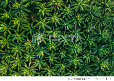 Top Down Aerial View of Symmetric Palm Oil Plantation Pattern Top Down Aerial View of Symmetric Palm Oil Plantation Pattern 141199107