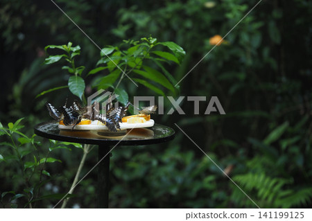 Butterflies feeding on fruit in lush garden setting Butterflies feeding on fruit in lush garden setting 141199125