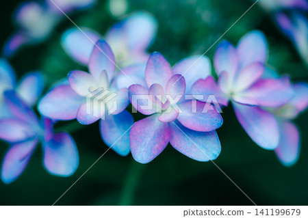 繡球花在雨中濕 繡球花在雨中濕 141199679