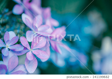 繡球花在雨中濕 繡球花在雨中濕 141199682