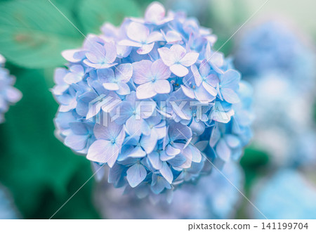 Blue hydrangea Blue hydrangea 141199704