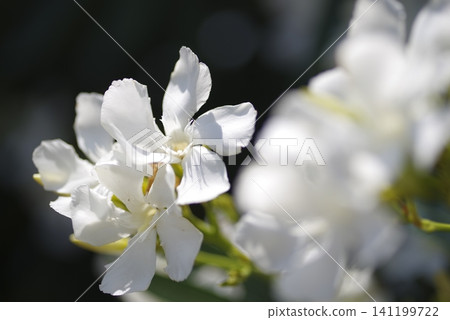 Oleander (scientific name: Nerium oleander var. indicum) flower Oleander (scientific name: Nerium oleander var. indicum) flower 141199722