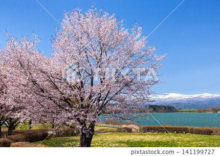 岩手縣岩手郡雫石町:面向雫石川上的御所湖的公園,湖面和遠處的雪山(如秋田駒岳)以及大山櫻盛開。 岩手縣岩手郡雫石町:面向雫石川上的御所湖的公園,湖面和遠處的雪山(如秋田駒岳)以及大山櫻盛開。 141199727
