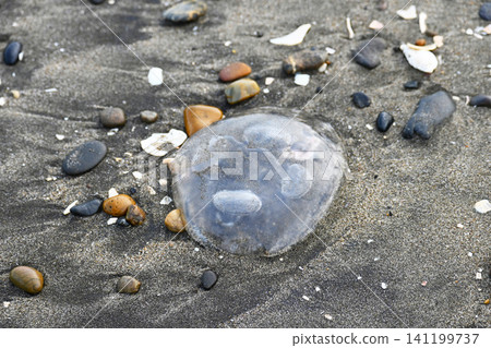 The launched jellyfish The launched jellyfish 141199737