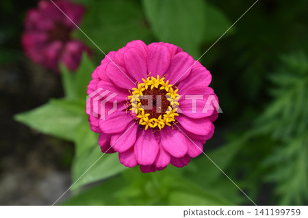 Flower of Hinaki Flower of Hinaki 141199759