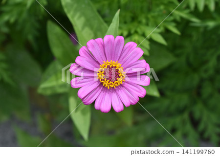 Hinaki之花 Hinaki之花 141199760