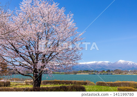 岩手縣岩手郡雫石町:面向雫石川上築壩形成的水庫-禦所湖的公園,背景是大山櫻,俯瞰著湖泊和高倉山等白雪皚皚的山峰。 岩手縣岩手郡雫石町:面向雫石川上築壩形成的水庫-禦所湖的公園,背景是大山櫻,俯瞰著湖泊和高倉山等白雪皚皚的山峰。 141199780