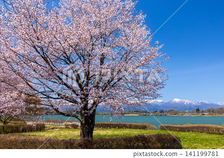 岩手縣岩手郡雫石町:面向雫石川上築壩形成的水庫-禦所湖的公園,背景是大山櫻,俯瞰著湖泊和高倉山等白雪皚皚的山峰。 岩手縣岩手郡雫石町:面向雫石川上築壩形成的水庫-禦所湖的公園,背景是大山櫻,俯瞰著湖泊和高倉山等白雪皚皚的山峰。 141199781
