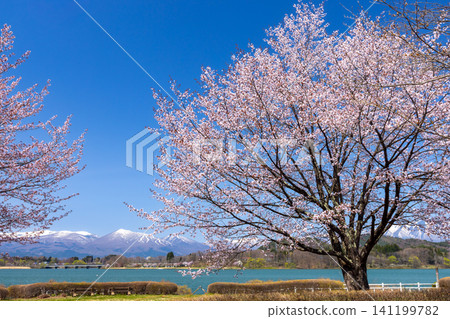 Shizukuishi Town, Iwate District, Iwate Prefecture: A park facing Lake Gosho, a reservoir formed by a dam on the Shizukuishi River. A large mountain cherry tree with the lake and snow-capped mountains such as Mt. Takakura in the background. Shizukuishi Town, Iwate District, Iwate Prefecture: A park facing Lake Gosho, a reservoir formed by a dam on the Shizukuishi River. A large mountain cherry tree with the lake and snow-capped mountains such as Mt. Takakura in the background. 141199782
