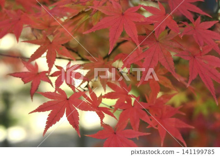 楓葉紅色 楓葉紅色 141199785