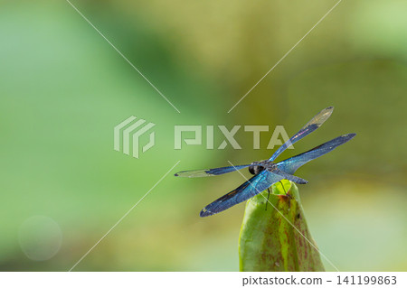 A damselfly perches on a plant against a green background. A damselfly perches on a plant against a green background. 141199863