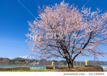 Shizukuishi Town, Iwate District, Iwate Prefecture: A park facing Lake Gosho, a reservoir formed by a dam on the Shizukuishi River, with the lake and snow-capped Mount Iwate in the background, and a large mountain cherry tree. Shizukuishi Town, Iwate District, Iwate Prefecture: A park facing Lake Gosho, a reservoir formed by a dam on the Shizukuishi River, with the lake and snow-capped Mount Iwate in the background, and a large mountain cherry tree. 141199864