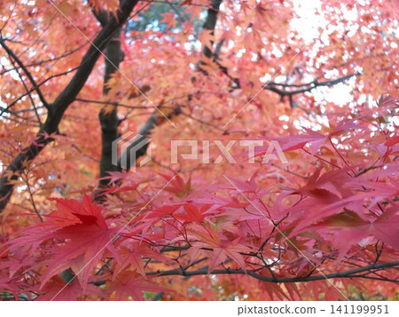 Bright red autumn leaves Bright red autumn leaves 141199951