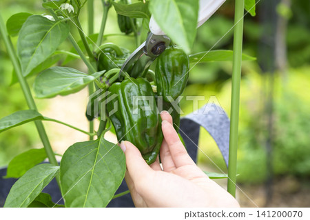 採摘自家花園種植的甜椒 141200070