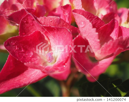 Red hydrangeas in a break in the rainy season (20260619063207) Red hydrangeas in a break in the rainy season (20260619063207) 141200074