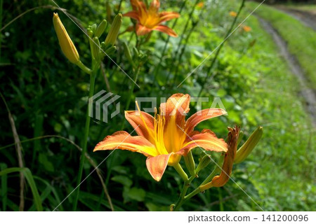 The bright orange flowers of the daylily The bright orange flowers of the daylily 141200096