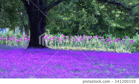 Lavender of Horomi Pass Lavender of Horomi Pass 141200150