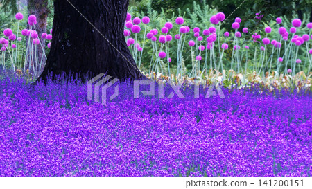 Lavender of Horomi Pass Lavender of Horomi Pass 141200151