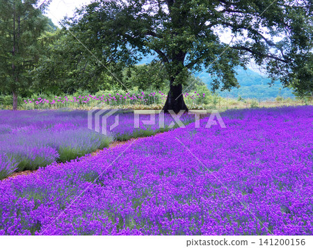 Lavender of Horomi Pass 141200156