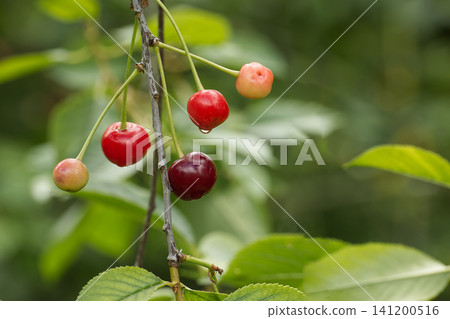 Ripe and Unripe Cherries on Branch With Water Droplet in Green Orchard Ripe and Unripe Cherries on Branch With Water Droplet in Green Orchard 141200516