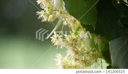 Linden Tree Flowers And Green Leaves Closeup With Soft Bokeh Background, Summer Blooming Clusters 141200525