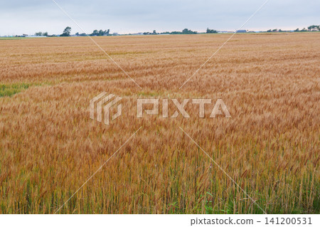 Wheat fields in Biei in July 141200531