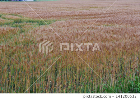 Wheat fields in Biei in July 141200532