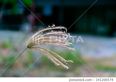 Delicate wild grass seed head soft natural light blurred background highlighting fine texture gentle movement peaceful meadow atmosphere Delicate wild grass seed head soft natural light blurred background highlighting fine texture gentle movement peaceful meadow atmosphere 141200574