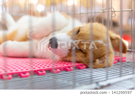 Adorable corgi puppy sleeping peacefully inside pet cage soft mat warm indoor lighting highlighting comfort care relaxation domestic companionship 141200597