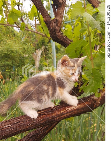 Adorable calico kitten standing on a grapevine branch in a lush green garden. Curious young cat surrounded by fresh grape leaves in natural daylight. Countryside, pet, nature, summer, innocence Adorable calico kitten standing on a grapevine branch in a lush green garden. Curious young cat surrounded by fresh grape leaves in natural daylight. Countryside, pet, nature, summer, innocence 141200829