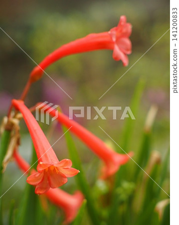 Ecological photographs of Cyrtanthus flowers 141200833