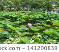 Lotus flowers and Saururus chinensis in the lotus field at Kuwabukuro Biotope Park 141200839