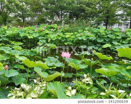 桑袋生物圈公園蓮花田中的蓮花與中華龍魚 桑袋生物圈公園蓮花田中的蓮花與中華龍魚 141200839