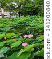 Lotus flowers in the lotus field at Kuwabukuro Biotope Park 141200840