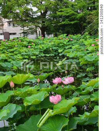 桑袋生物圈公園荷田中的蓮花 桑袋生物圈公園荷田中的蓮花 141200840