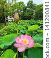 Lotus flowers in the lotus field at Kuwabukuro Biotope Park 141200841