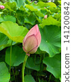 Lotus flowers in the lotus field at Kuwabukuro Biotope Park 141200842