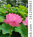 Lotus flowers in the lotus field at Kuwabukuro Biotope Park 141200843