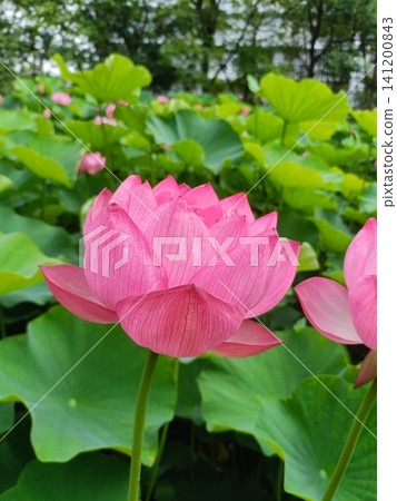 Lotus flowers in the lotus field at Kuwabukuro Biotope Park 141200843