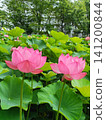 Lotus flowers in the lotus field at Kuwabukuro Biotope Park 141200844
