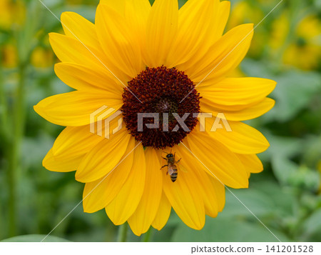 Large sunflowers shining in the early summer sun, and bees collecting nectar. Large sunflowers shining in the early summer sun, and bees collecting nectar. 141201528