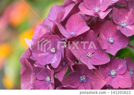 A close-up of a vibrant reddish-purple hydrangea flower. A close-up of a vibrant reddish-purple hydrangea flower. 141201622