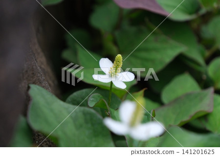 A close-up of the lovely Houttuynia cordata flower in bloom. A close-up of the lovely Houttuynia cordata flower in bloom. 141201625