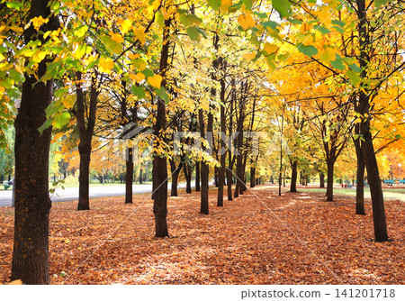 Calm fall season. Beautiful landscape with linden alley in autumn park. Lindens trees with green, yellow and orange leaves and footpath in the town park in sunny day. Lime trees form a beautiful alley Calm fall season. Beautiful landscape with linden alley in autumn park. Lindens trees with green, yellow and orange leaves and footpath in the town park in sunny day. Lime trees form a beautiful alley 141201718