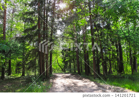 Picturesque landscape road in forest in sunny day. Beautiful scene with rays of sunlight in summer forest, Belovezhskaya Pushcha Nature Reserve. Woodland in national park Bialowieza Forest, Europe Picturesque landscape road in forest in sunny day. Beautiful scene with rays of sunlight in summer forest, Belovezhskaya Pushcha Nature Reserve. Woodland in national park Bialowieza Forest, Europe 141201721