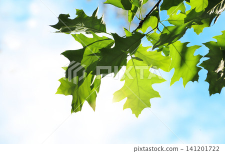 Horizontal background with lush green oak leaves. Sunny summer backdrop with a nature scene with oaks leaf. Green plant leaf on sunny background. Nature banner with a verdant leaves Horizontal background with lush green oak leaves. Sunny summer backdrop with a nature scene with oaks leaf. Green plant leaf on sunny background. Nature banner with a verdant leaves 141201722