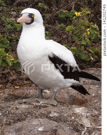 A wild Nazca booby (Ecuador) stands on a rocky outcrop covered in yellow flowers. A wild Nazca booby (Ecuador) stands on a rocky outcrop covered in yellow flowers. 141201749