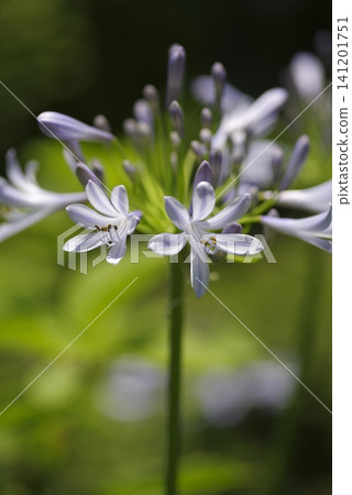 The flowers of agapanthus (purple prince orchid) are in bloom. The scientific name is Agapanthus. The flowers of agapanthus (purple prince orchid) are in bloom. The scientific name is Agapanthus. 141201751