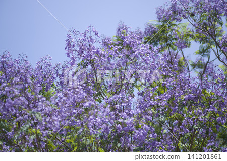 藍花楹(Jacaranda),紫葳科(Bignoniaceae),藍花楹屬(Jacaranda),火焰樹,何 藍花楹(Jacaranda),紫葳科(Bignoniaceae),藍花楹屬(Jacaranda),火焰樹,何 141201861